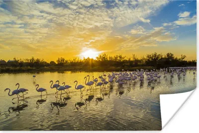 Produktbild von MuchoWow® Poster Flamingos in der Camargue bei Sonnenuntergang 120x80 cm - Bilder