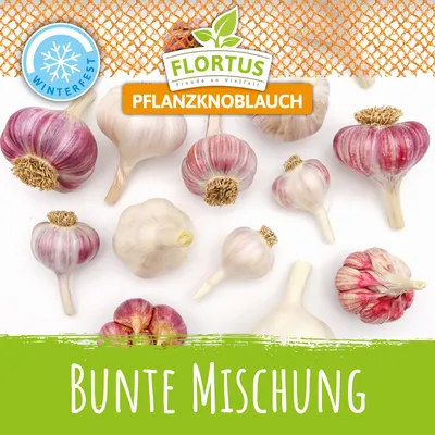 Produktbild von Winterpflanzknoblauch Bunte Mischung | Pflanzknoblauch von FLORTUS, Menge:12 Stück