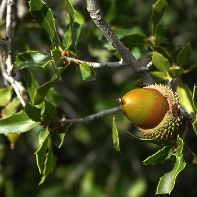 Immagine prodotto di Leucadendro - Arbusti - Quercus ilex  | 60-80 cm in vaso
