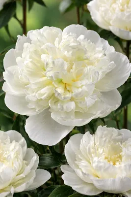 Zdjęcie produktu dla Piwonia szlachetna „Duchesse de Nemours” – biała piwonia wiejska (Paeonia lactiflora), silnie pachnąca bylina ogrodowa, mrozoodporna, w doniczce o pojemności 1 l