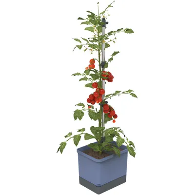 Produktbild von Gusta Garden Tom Tomato, Topfpflanzer, Freistehend, Polypropylen (PP), Aluminium, Blau, Rechteck, Draußen