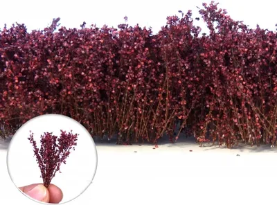 Produktbild von Green Stuff World - Tall Shrubs Autumn Purple 40mm