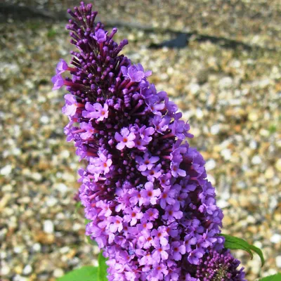 Produktbild von 2 x  Schmetterlingsstrauch  - Buddleja davidii 'Peacock'  | 30-40 cm in Container