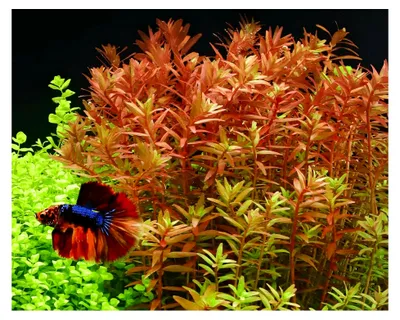 Produktbild von Rundblättrige Rotala - In-Vitro Aquarium Pflanze