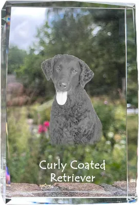 Produktbild von Curly Coated Retriever - Kristall mit einem Hundebild, Bild im Glas, moderne Ausstellung des Art-Dog-Bildes.