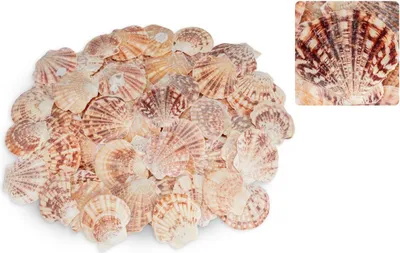 Produktbild von Pecten lentigiou 0,5 kg 4–6 cm ca. 60–70 Stk Kleine Jakobsmuscheln Deko Basteln