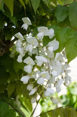 Obrázek produktu pro Bílá vistárie Wisteria floribunda ‘Longissima Alba’ Ø15cm, výška 65cm Exkluzivní