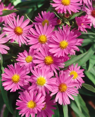 Produktbild von Aster novi-belgii 'Terry's Pride', Herbstaster, violett, ca. 9x9 cm Topf