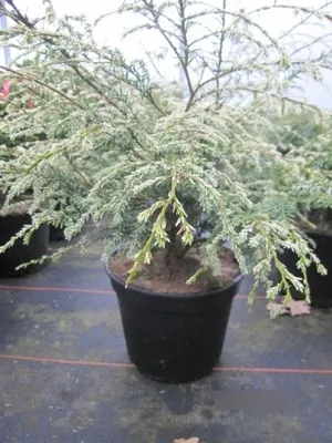 Produktbild von Hemlocktanne Gentsch White - Tsuga canadensis - 30-40