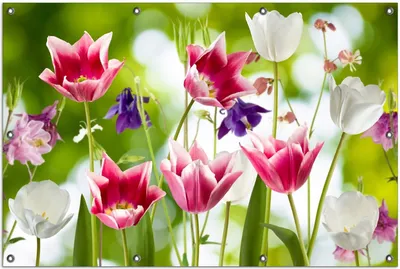Produktbild von Wallario Outdoor-Poster für Garten oder Balkon, Motiv Blühende Blumen im Frühling in pink und weiß, in ca. 100 x 150 cm