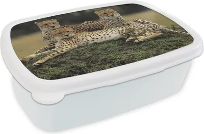 Obrázek produktu pro KitchenYeah® Lunchbox Sendvičový box 17x11 cm Tři gepardi v savaně Dětský box na oběd - Box na oběd - Sendvičový box - Školní box - Boxy na oběd