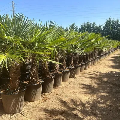 Produktbild von 5 Stück XXL Stämme, Palme Trachycarpus fortunei - Hanfpalme, Lieferhöhe ca.: 180 - 190cm, winterhart bis zu –19 °C