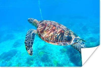 Produktbild von MuchoWow® Poster Schildkröte - Meer - Blau 60x40 cm - Schlafzimmerdekoration
