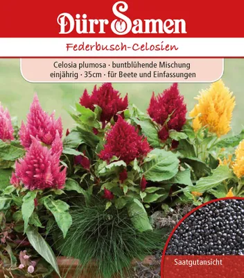 Produktbild von Federbusch | Federbuschsamen von Dürr Samen