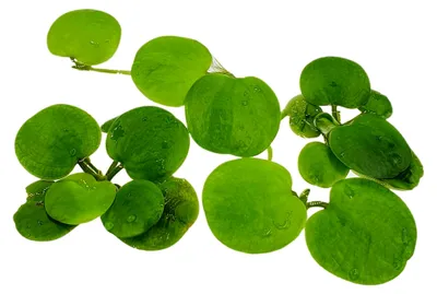 Produktbild von Südamerikanischer Froschbiss, 1 Portion, Limnobium laevigatum, Schwimmpflanze für Urzeitkrebsbecken, Teich und Aquarium, schnellwüchsig mit langen Wurzeln