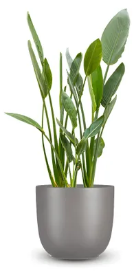 Produktbild von Pflanzensamen, Paradiesvogelblume (reginae)
