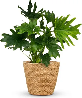 Produktbild von Philodendron Lickety Split Baumfreund 70cm Zimmerpflanze mit tief pflegeleicht