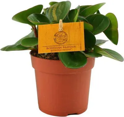 Produktbild von Zwergpfeffer – Peperomia Obtusifolia – Zimmerpflanze – Ø11cm – ↕15cm – Kompakte pflegeleichte Grünpflanze für Innenräume