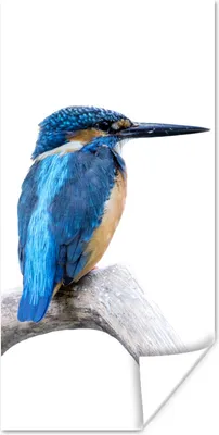 Produktbild von MuchoWow® Poster Eisvogel - Zweig - Schnabel 20x40 cm - Plakat - Foto