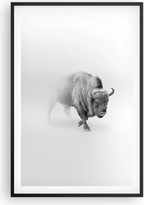 Produktbild von Gerahmtes Poster - Schwarzer Rahmen - Wisent Schwarzweiß Licht - 61x91,5 cm - Wand Bild - Wanddeko - Wandbilder - Kunstposter - Wandposter - Bilderrahmen - Bilder - Kunstdruck - P2BPA61x91-4418