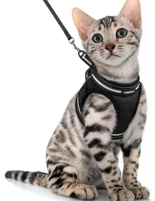 Produktbild von Katzengeschirr mit Leine Ausbruchsicher Verstellbar Weich Reflektierend Schwarz XL
