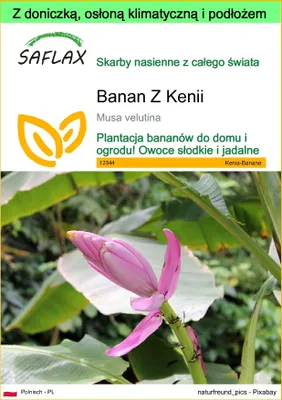 Zdjęcie produktu dla SAFLAX - Garden to go - Banan Z Kenii - 8 Nasiona - Z doniczką, pokrywą klimatyczną i podłożem do uprawy - Musa velutina