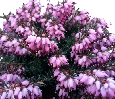 Produktbild von Erica carnea Winter - Beauty Winterheide immergrün 10 - 15 cm