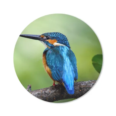 Produktbild von MuchoWow® Mauspad Mousepad Eisvogel - Zweig - Blau 50x50 cm - Mousepads - Maus Mat - Pad - Mausunterlage - Vinyl