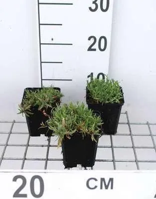 Obrázek produktu pro 6 x Gypsophila repens 'Alba' - Gypsophila - květináč 9 x 9 cm