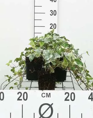 Produktbild von 12 x Hedera helix 'Glacier' - Buntblättriger Efeu - Topf 9 cm x 9 cm