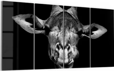 Produktbild von DEQORI Glasbild Echtglas 4x30x60 cm 'Giraffenporträt' Wandbilder XXL groß