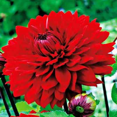 Zdjęcie produktu dla Dalia Dekoracyjna Garden Wonder 1 szt Dalie sadzonki sadzonka duże bulwy