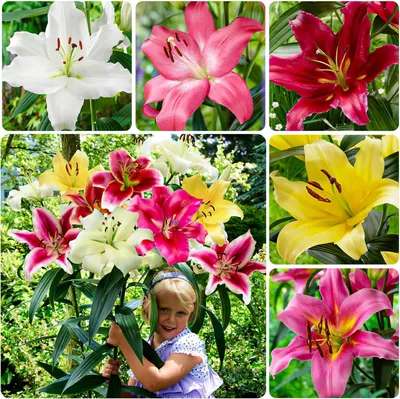 Produktbild von Lilien Zwiebeln Winterhart Mehrjährig - Riesen Lilien Baum Kollektion - 15 Blumenzwiebeln - 5 Sorten/Farben, Mischung aus Holland zum Gartenpflanzen (kein Samen, nicht künstlich)