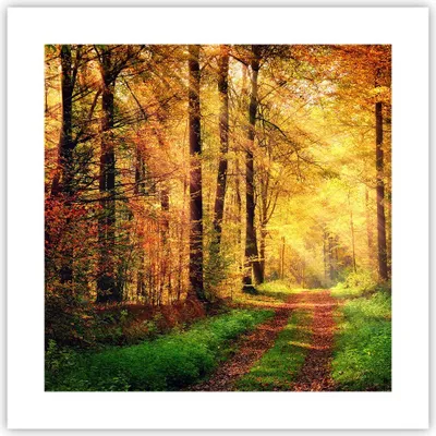 Produktbild von Poster - Poster ohne Rahmen - Wald Baum Natur - 40x40 cm - Wand Bild - Wanddeko - Wandbilder - Kunstposter - Wandposter - Bilder - Kunstdruck - Wanddekoration - Wandbild - P2XAC40x40-3718