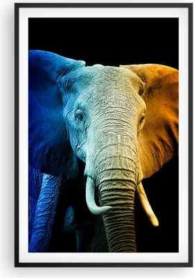Produktbild von Gerahmtes Poster - Schwarzer Rahmen - Bunt Elefant Fotografie - 61x91,5 cm - Wand Bild - Wanddeko - Wandbilder - Kunstposter - Wandposter - Bilderrahmen - Bilder - Kunstdruck - P2BPA61x91-4768