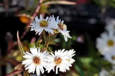 Zdjęcie produktu dla 6 x Aster n.-b. 'White Ladies' - Aster jesienny - doniczka 9 x 9 cm