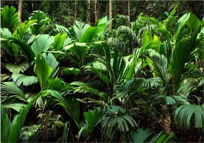 Produktbild von Vlies Fototapete Natur 450x315 cm Vlies Tapeten Wandtapete XXL Botanik Pflanzen Dschungel Blätter b-B-0594-a-a