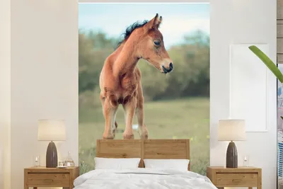 Produktbild von MuchoWow® Fototapete für Wohnzimmer oder Schlafzimmer Wandtapete Vinyl Motivtapete Pferd - Fohlen - Gras - 225x350 cm - Schlafzimmer tapete