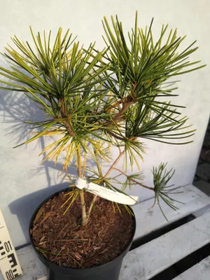 Produktbild von Sciadopitys verticillata 'Golden Rush' 60–70 cm Japanische Schirmtanne goldgelb