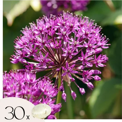 Zdjęcie produktu dla Allium Czosnek - 30 szt - 'Purple Sensation' - Cebulki kwiatowe - Fioletowy