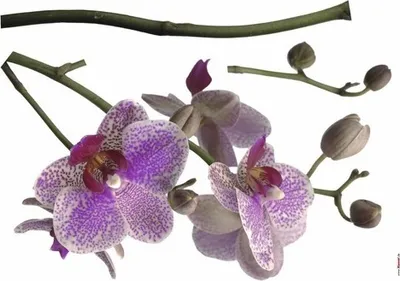 Produktbild von Wandtattoo Sticker Orchidee 100 x 70 cm