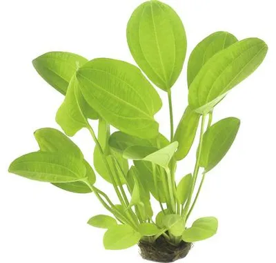 Obrázek produktu pro Šípatkovec červený Echinodorus cord. Harbich