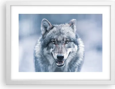 Produktbild von Gerahmtes Poster - Weißer Rahmen - Wolf Raubtier Wildheit - 40x30 cm - Wand Bild - Wanddeko - Wandbilder - Kunstposter - Wandposter - Bilderrahmen - Bilder - Kunstdruck - P2WAA40x30-5073