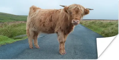 Produktbild von MuchoWow® Poster Scottish Highlander - Straße - Gras 120x60 cm - Bild
