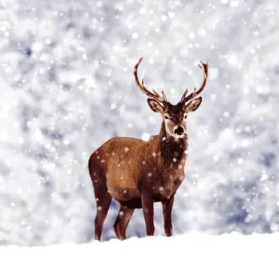 Produktbild von 20 Servietten Winter Deer - Hirsch im Schneegestöber 33x33cm