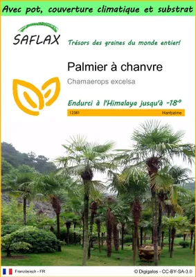 Image de SAFLAX Garden to go - Palmier à chanvre - 10 graines - Chamaerops