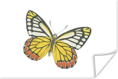 Produktbild von MuchoWow® Poster Gelb - Schmetterling - Orange 180x120 cm - Fotoplakat