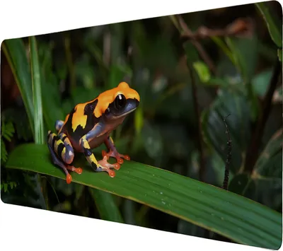 Produktbild von Pfeilgiftfrosch Schreibtischunterlage 69x31cm XXL Mauspad für Naturliebhaber