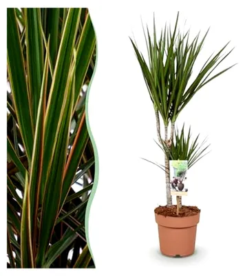Produktbild von Dracaena Marginata - Drachenbaum - Pflegeleicht - Grün - 70-80 cm - Ø 17 cm - Zimmerpflanze - Immergrün