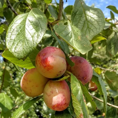 Produktbild von Opal Pflaumenbaum Säule aromatisch süß 80 - 120 cm 7,5 Liter St. Julien